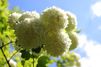 Viburnum opulus 'Roseum' - kalina obecná - květy 1
